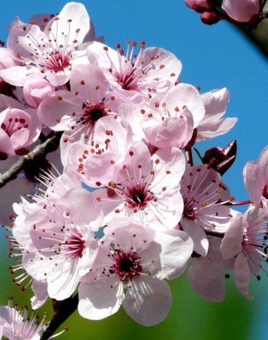 Slivoň myrobalán ´Pissardi´