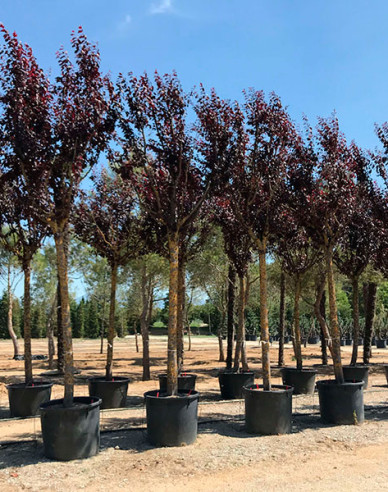 Slivoň myrobalán ´Pissardi´