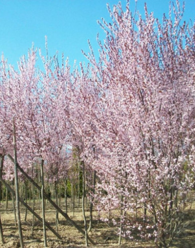 Slivoň myrobalán ´Pissardi´