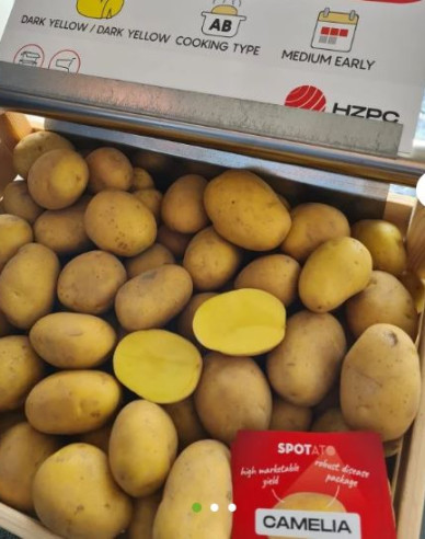 Sadbové brambory ´Camelia´ vanička 1kg