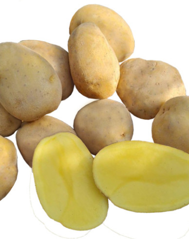 Sazenice brambor ´Wendy´ 5kg