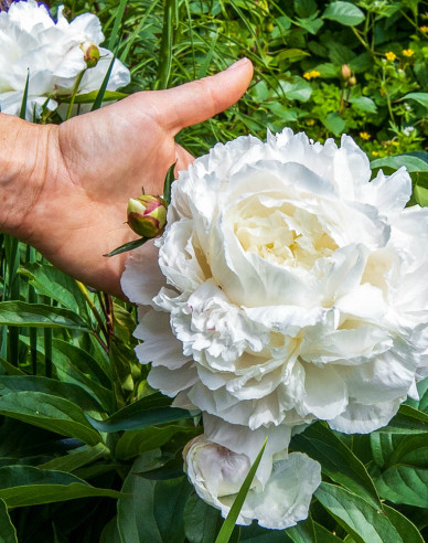 Pivoňka  ´Duchesse de Nemours´