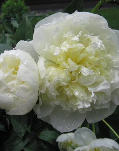 Pivoňka  ´Duchesse de Nemours´