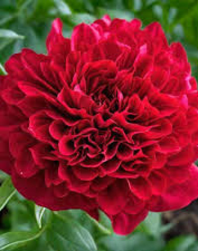 Pivoňka Eliza Lundy