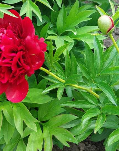 Pivoňka Eliza Lundy