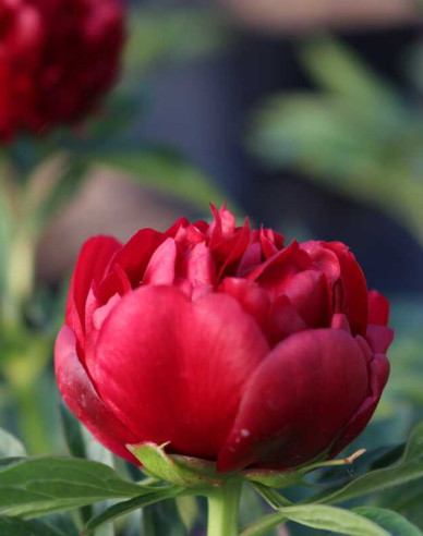 Pivoňka Eliza Lundy