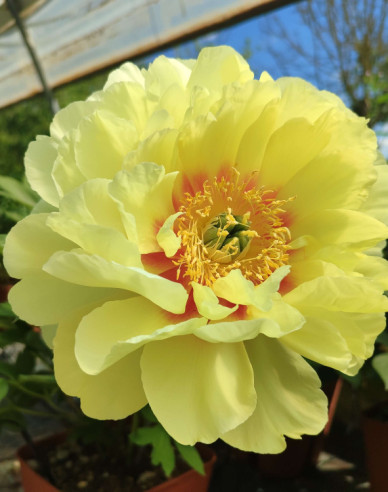 Pivoňka  itoh Bartzella hybrid