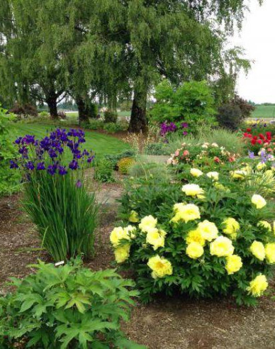 Pivoňka  itoh Bartzella hybrid