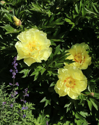 Pivoňka  itoh Bartzella hybrid