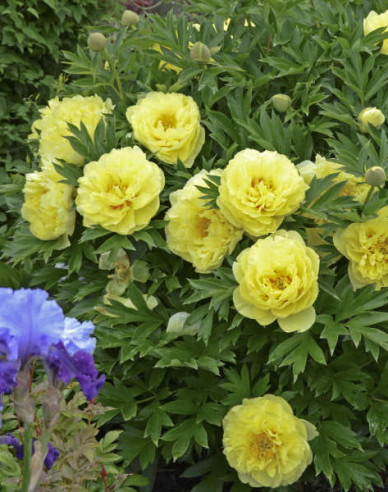 Pivoňka  itoh Bartzella hybrid