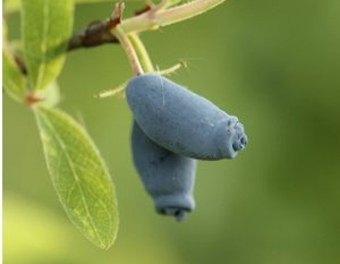 Zimolez kamčatský Blue Triumph
