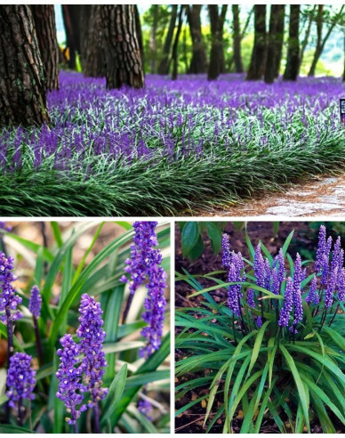 Liriope  ´Purple Passion´ 9x9