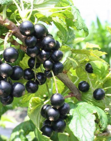 Černý rybíz ´Cassisima Noiroma´, Stromková,  2l