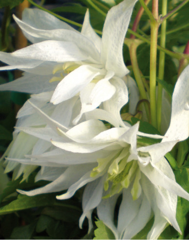 Clematis Albina Plena