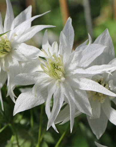 Clematis Albina Plena