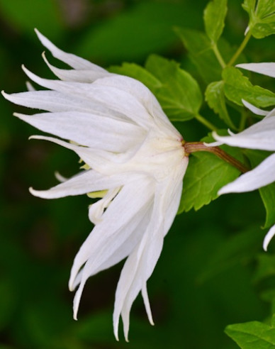 Clematis Albina Plena