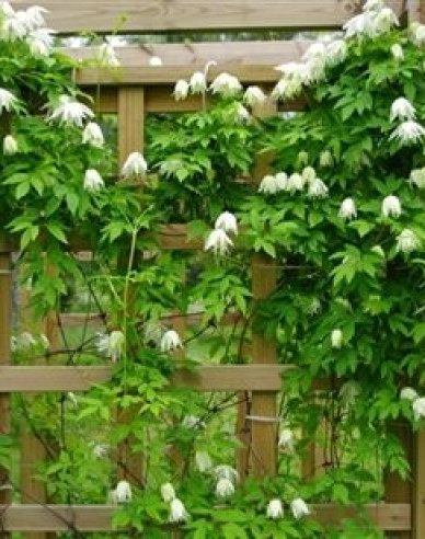Clematis Albina Plena