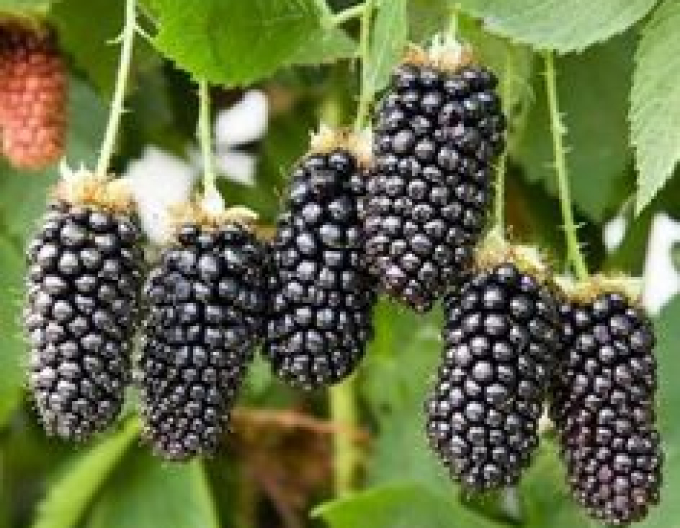 Ostružiník (Rubus fruticosus Black Butte)