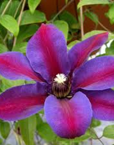 Clematis Mrs. Thomson