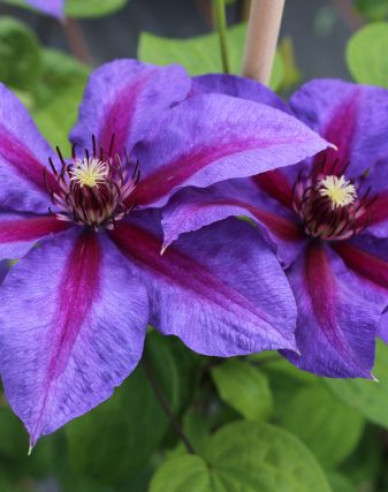 Clematis Mrs. Thomson