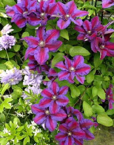 Clematis Mrs. Thomson