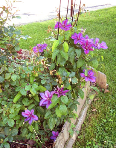 Clematis Mrs. Thomson