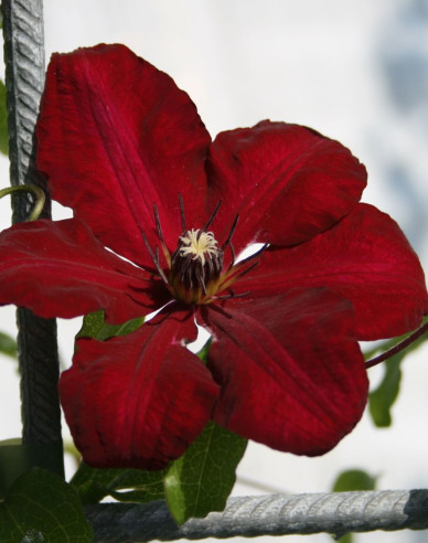 Clematis Solidarnosc