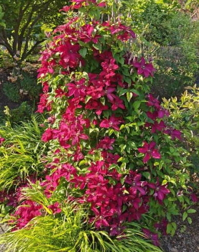 Clematis Solidarnosc