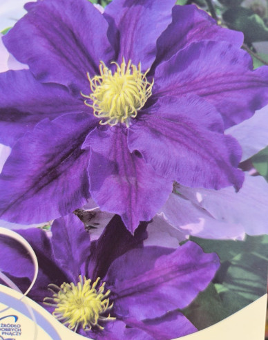Clematis Lavender Beauty