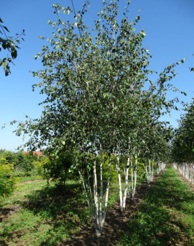 Himálajská bříza ´JACQUEMONTII´ vícekmen 125/150cm