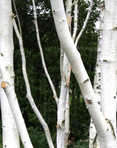 Himálajská bříza ´JACQUEMONTII´ vícekmen 125/150cm