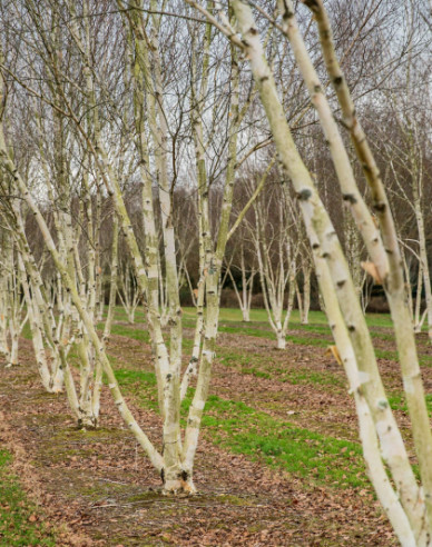 Himálajská bříza ´JACQUEMONTII´ vícekmen 125/150cm