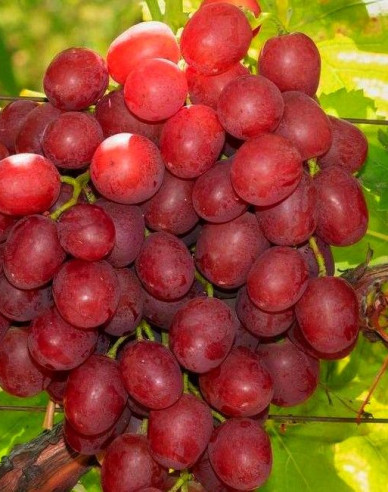 Stolní réva Vanessa