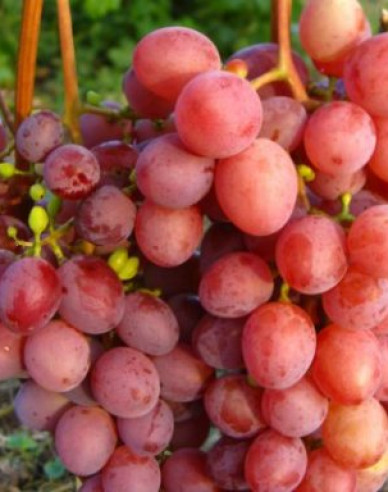 Stolní réva Vanessa