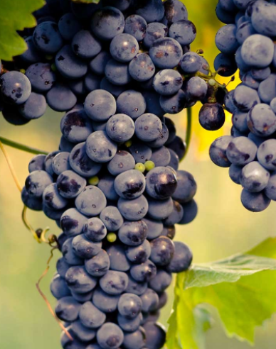 Stolní réva Muscat Blue