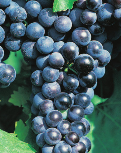 Stolní réva Muscat Blue