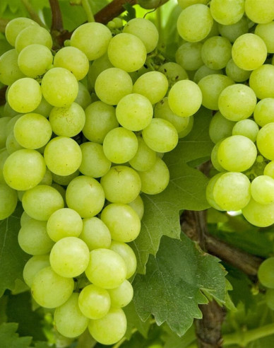 Stolní réva Lakemont