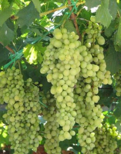 Stolní réva Lakemont