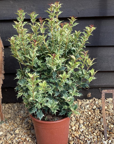 Vonokvětka různolistá ’Tricolor’