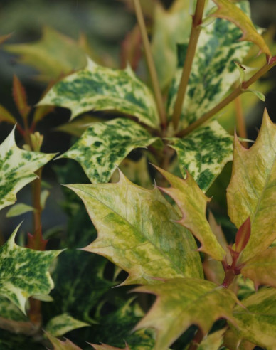 Vonokvětka různolistá ’Tricolor’