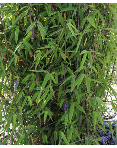 Bambus ´Fargesia Nitida Volcano´