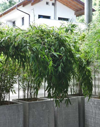 Bambus ´Fargesia Nitida Volcano´