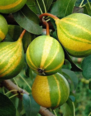 Hruška Schweizer Hose podzimní, podn. Hruška planá, kont. 5l