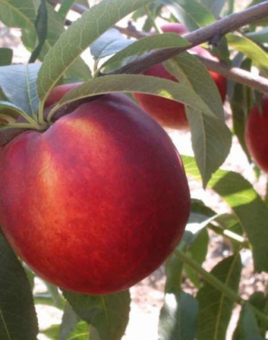 Nektarinka ´Venus´ pozdní, podn. Ishtara, kont. 5l