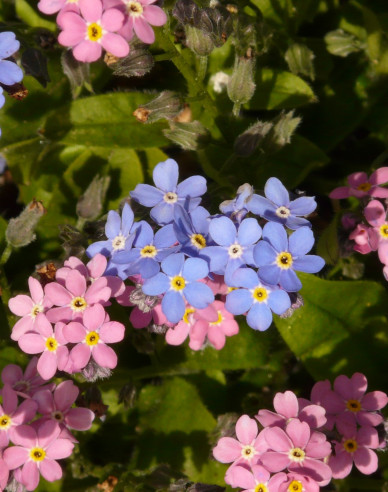 Pomněnka lesní ´Pink´