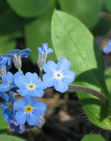 Pomněnka lesní ´Blue´