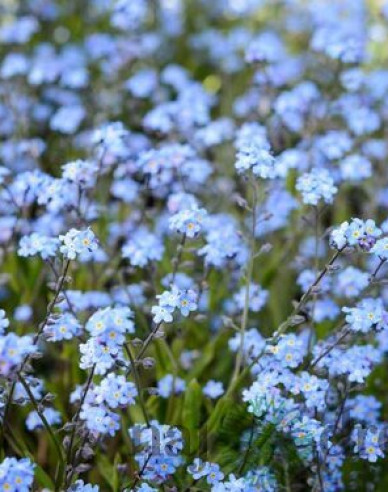 Pomněnka lesní ´Blue´