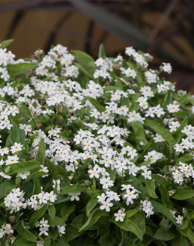 Pomněnka lesní  ´White´