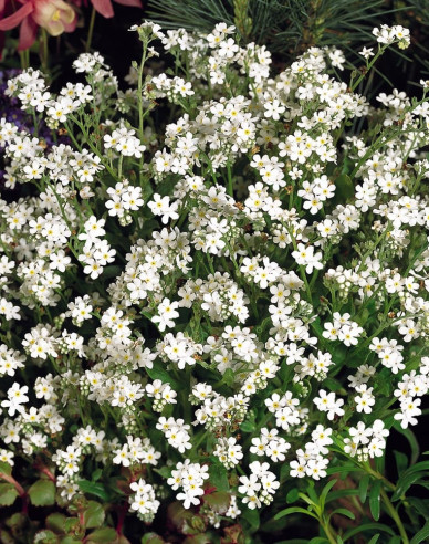 Pomněnka lesní  ´White´