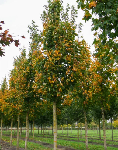 Javor mléč ´Cleveland´